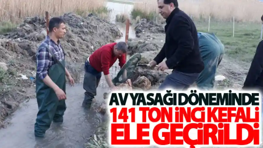 Av yasağı döneminde 141 ton inci kefali ele geçirildi
