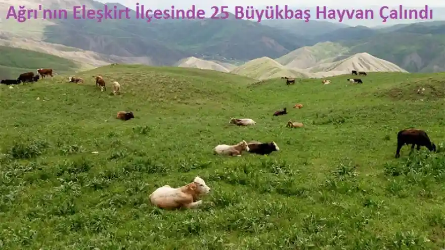 Ağrı'nın Eleşkirt İlçesinde 25 Büyükbaş Hayvan Çalındı 
