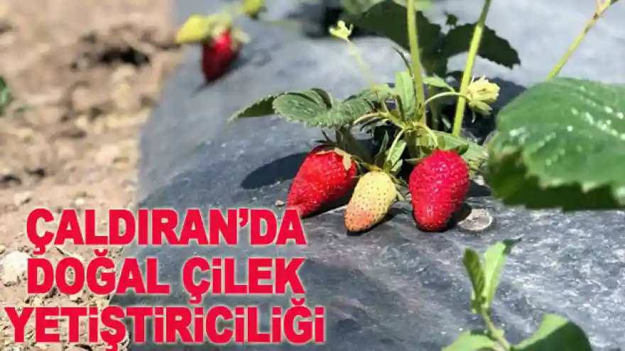 Çaldıran'da doğal çilek yetiştiriciliği
