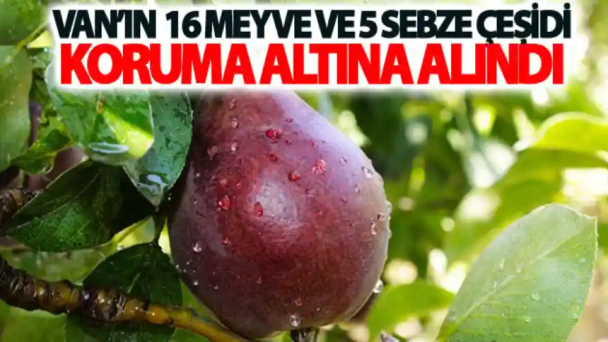Van'ın 16 meyve ve 5 sebze çeşidi koruma altına alındı
