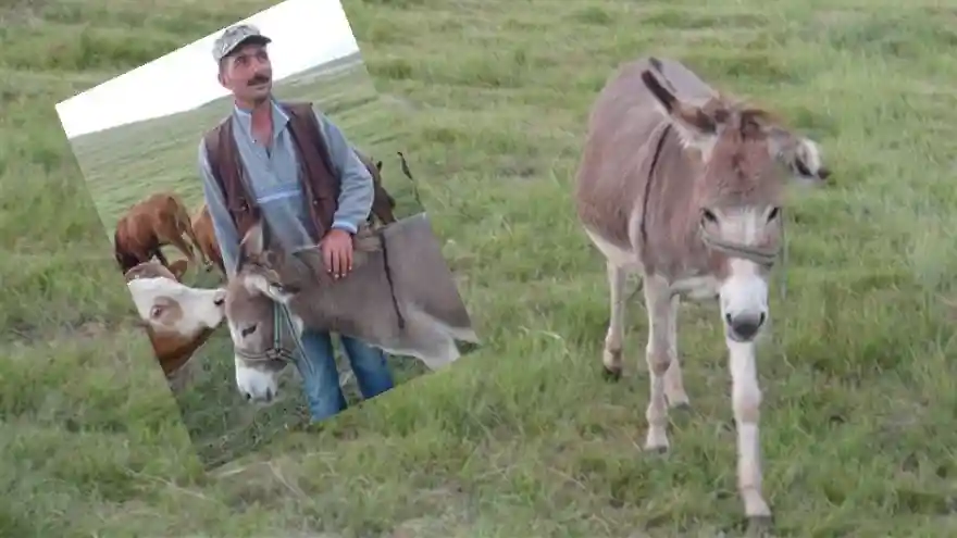 İşkence Yapılan Eşekler Koruma Altında
