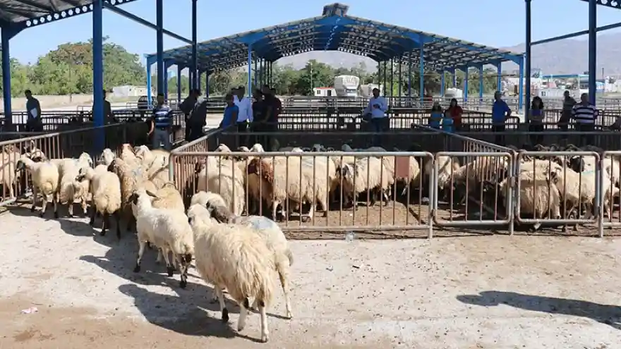 Genç Çiftçilere Koyunları Verildi