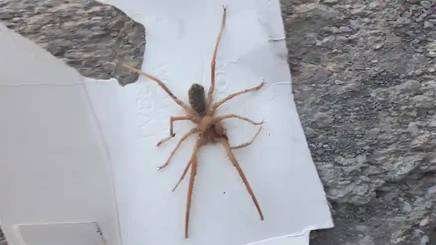 Sınırda Sarıkız Örümceği Paniği 
