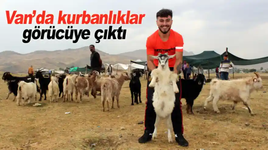 Van'da kurbanlıklar görücüye çıktı