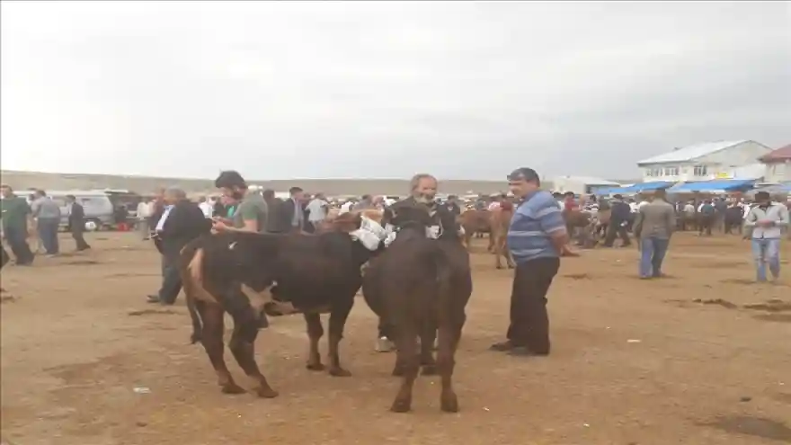 KURBAN BAYRAMI DOLAYISIYLA AĞRI HAYVAN PAZARINDAN HAREKETLİLİK BAŞLADI