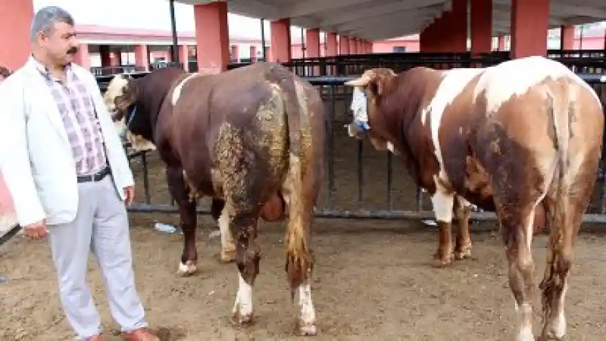 Ağrı'da Sahibinden Promosyonlu Kurbanlık
