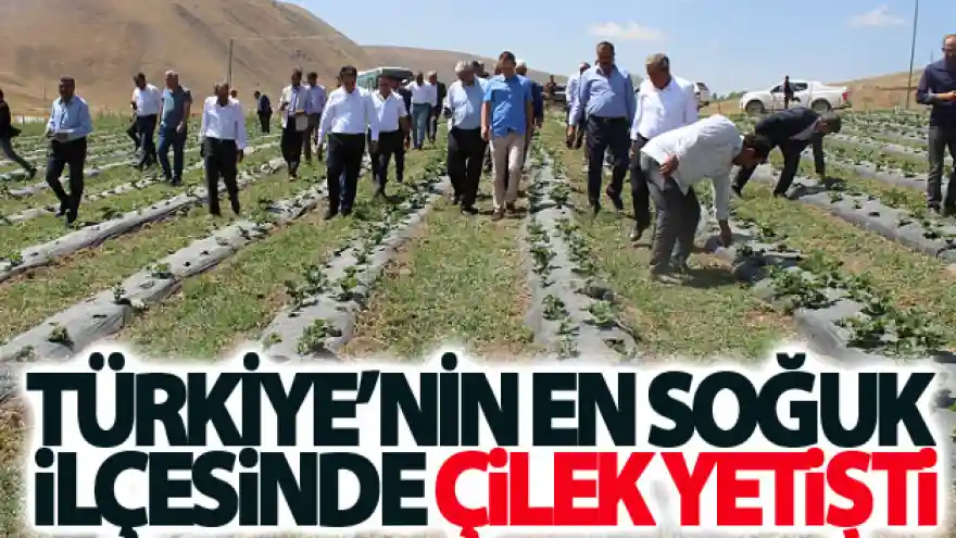 Türkiye'nin en soğuk ilçesinde çilek yetişti
