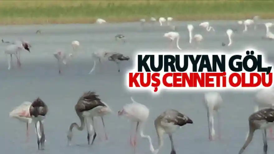 Kuruyan göl, kuş cenneti oldu
