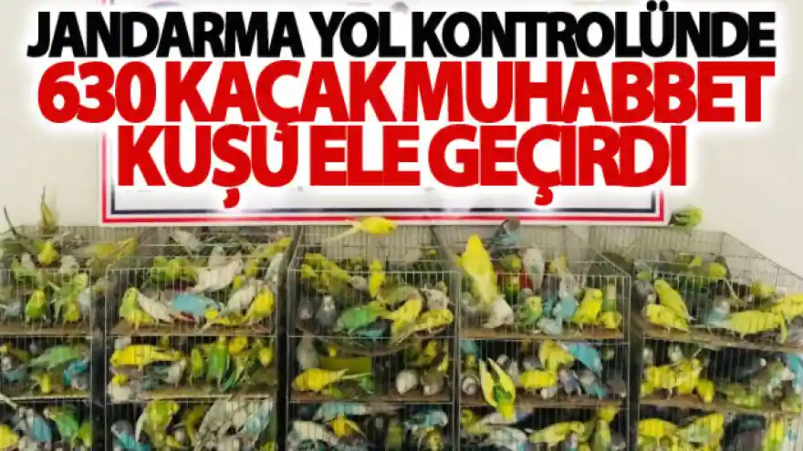 Jandarma yol kontrolünde 630 kaçak muhabbet kuşu ele geçirdi
