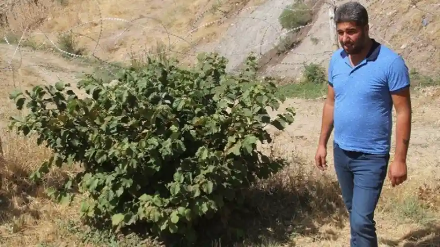 2400 Rakımda Fındık Yetiştirdi
