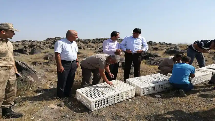 AĞRI DAĞI MİLLİ PARKI´NA BİN KEKLİK DOĞAYA BIRAKILDI
