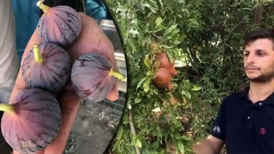 Ekonomiye İncir ve Nar Desteği 
