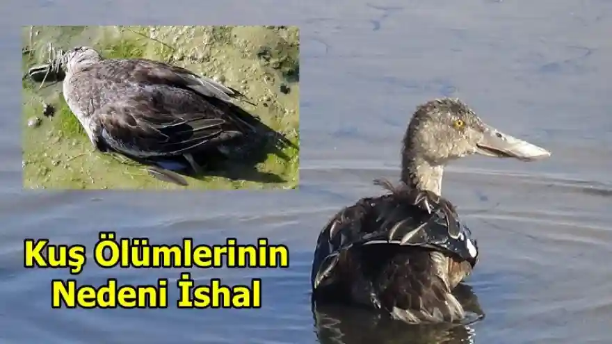 Kuş Ölümlerinin Nedeni İshal
