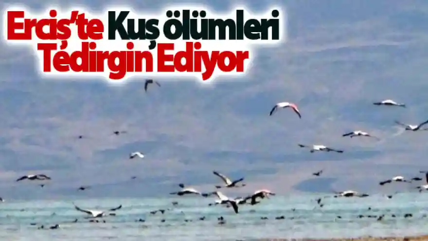 Erciş'te kuş ölümleri tedirgin ediyor

