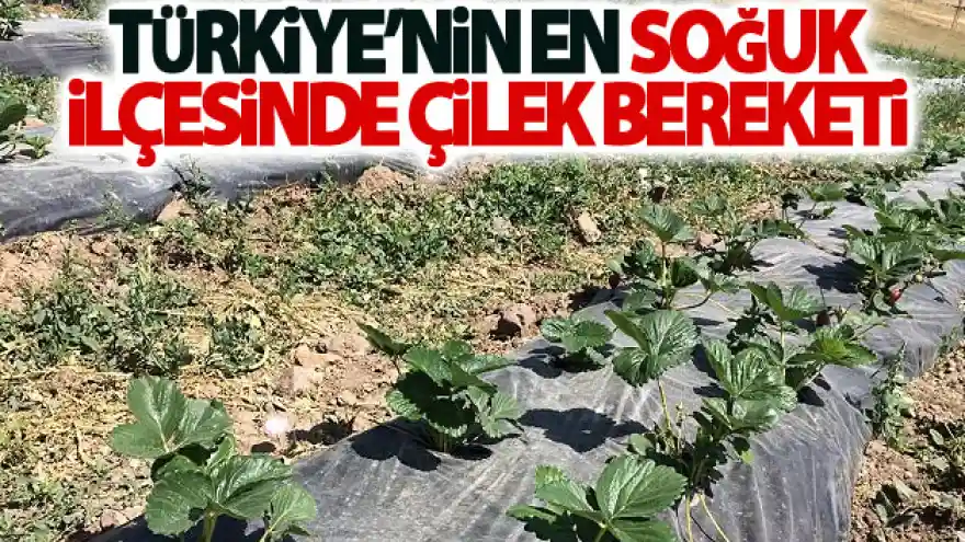 Türkiye'nin en soğuk ilçesinde çilek bereketi