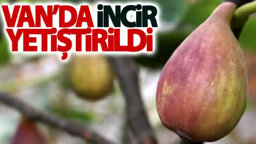 Van'da incir yetiştirildi
