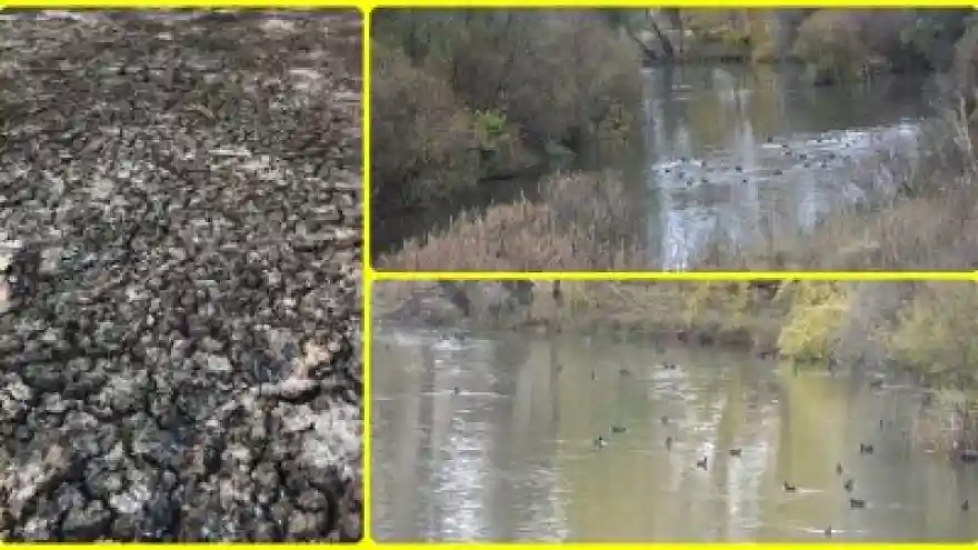 Yaban Hayvanları Baraj Gölüne Sığındı
