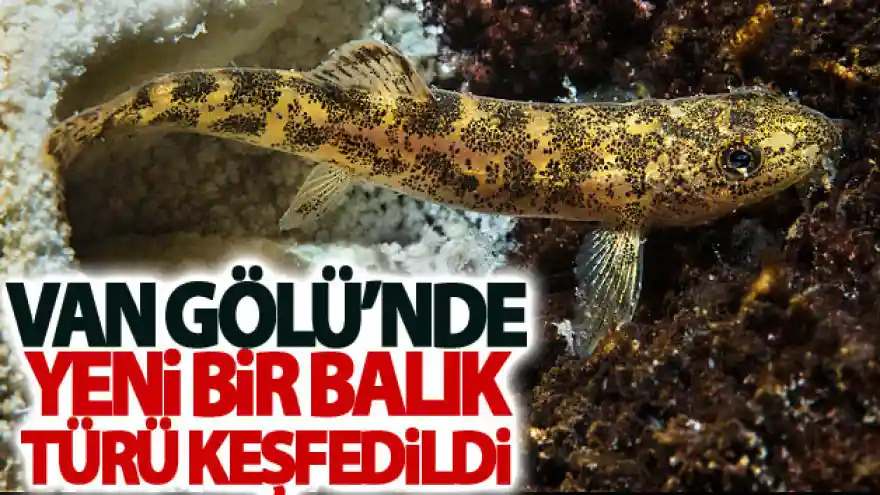 Van Gölü'nde yeni bir balık türü keşfedildi
