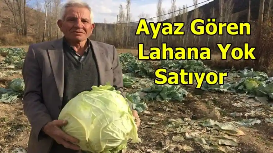 Ayaz Gören Lahana Yok Satıyor 
