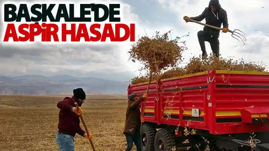 Başkale'de aspir hasadı
