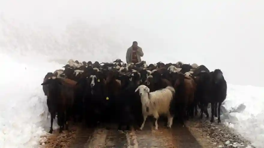 Yayla Dönüşü Kara Yakalandılar
