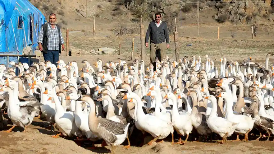 Emekli Olup Kaz Çiftliği Kurdular 
