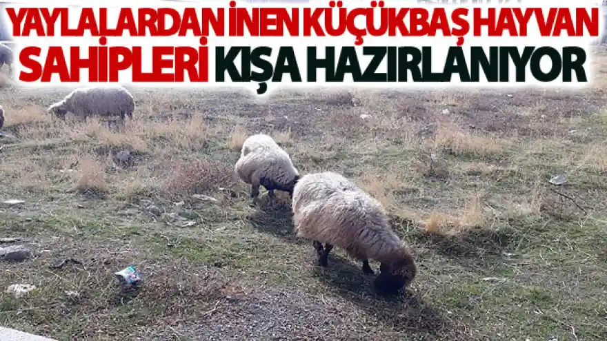 Yaylalardan inen küçükbaş hayvan sahipleri kışa hazırlanıyor
