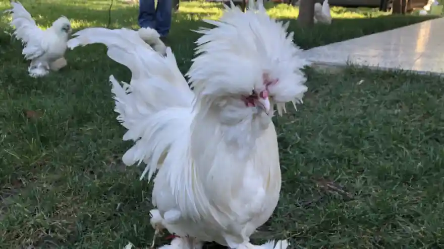 Nesli tükenmekte olan Osmanlı süs tavukları 10 bin liradan satılıyor
