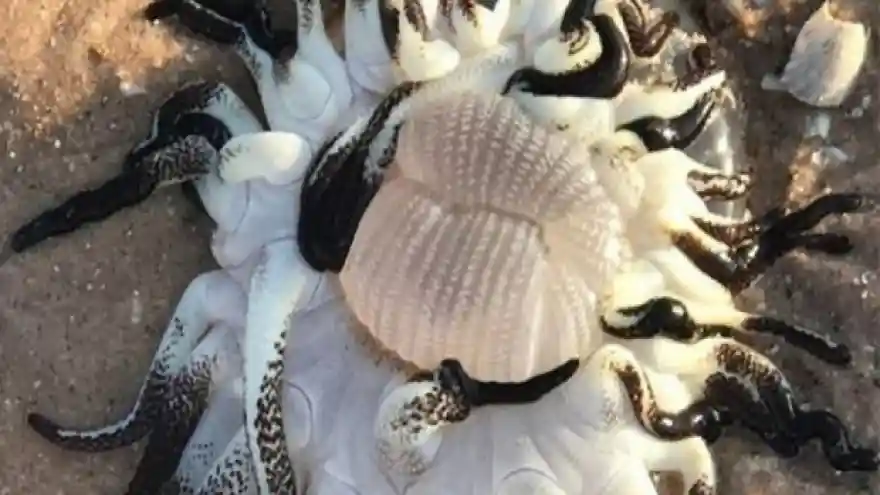 Avustralya'da onlarca kolu olan deniz canlısı bulundu
