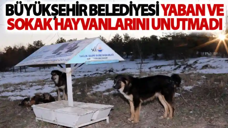 Büyükşehir belediyesi yaban ve sokak hayvanlarını unutmadı
