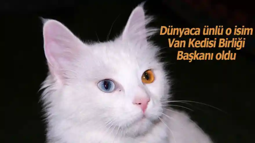 Andrew Lloyd Webber, Van Kedisi Birliği başkanı oldu
