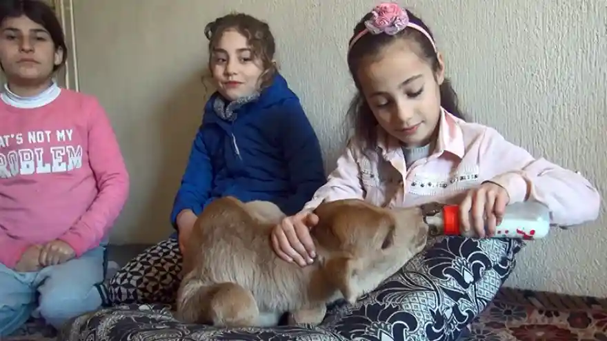 Erken Doğan Buzağıya Anne Şefkati 
