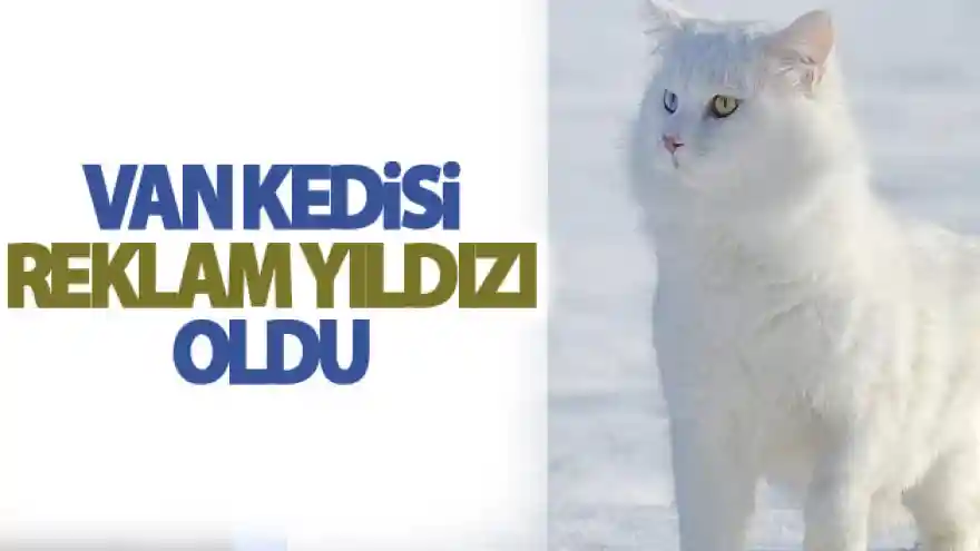 Van Kedisi reklam yıldızı oldu
