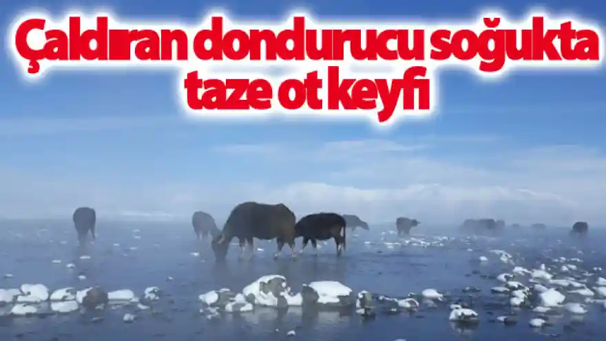 Çaldıran dondurucu soğukta taze ot keyfi

