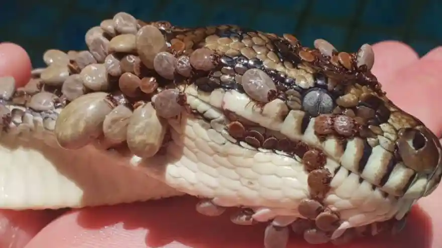 Pitonun üzerinden 500'den fazla kene çıkarıldı
