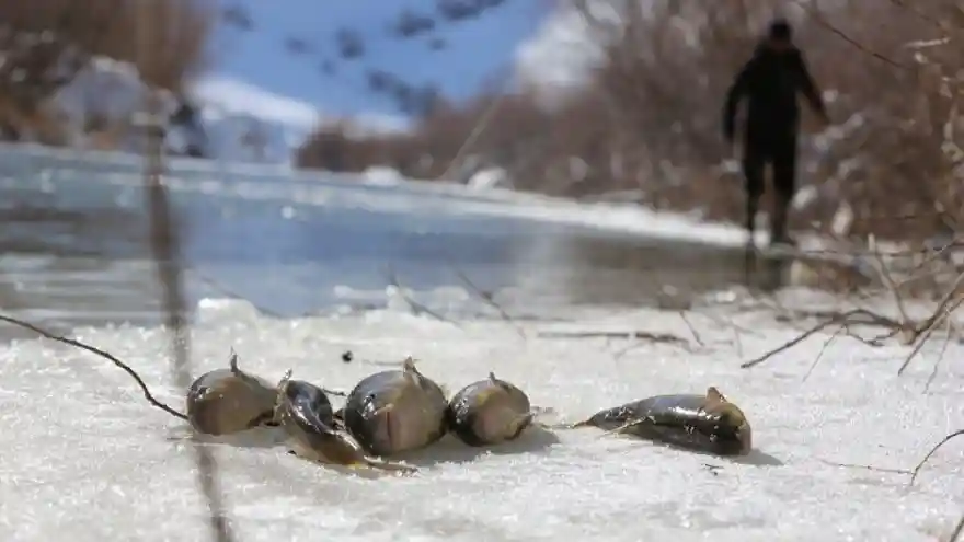 Eksi 20 Derecede Balık Avı