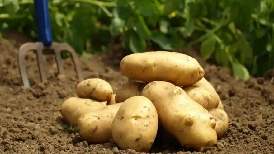Patates ithalatında gümrük vergisi sıfırlandı
