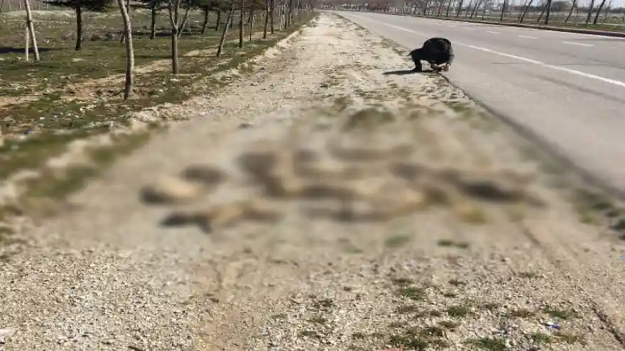 Konya'da 13 köpeği öldürüp yol kenarına attılar!