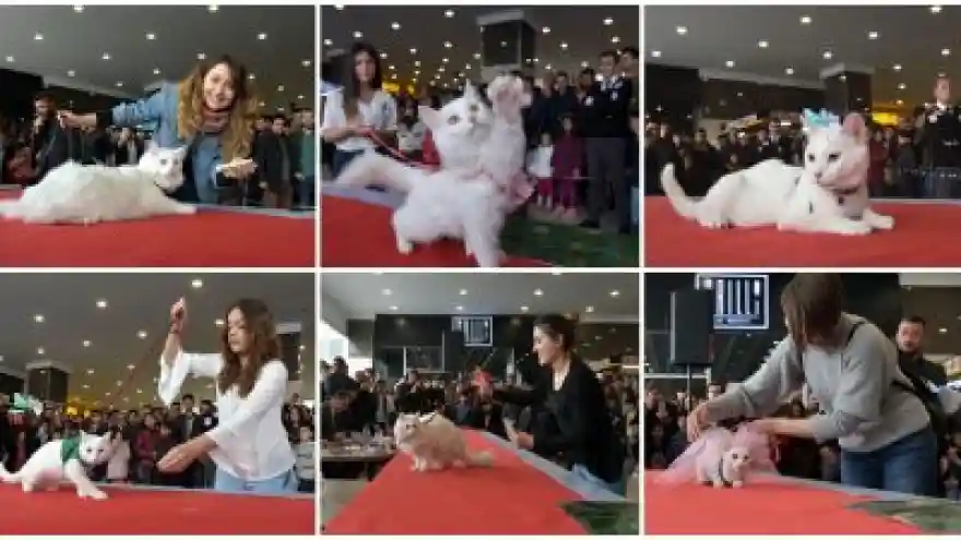 Hünerlerini Sergilediler
