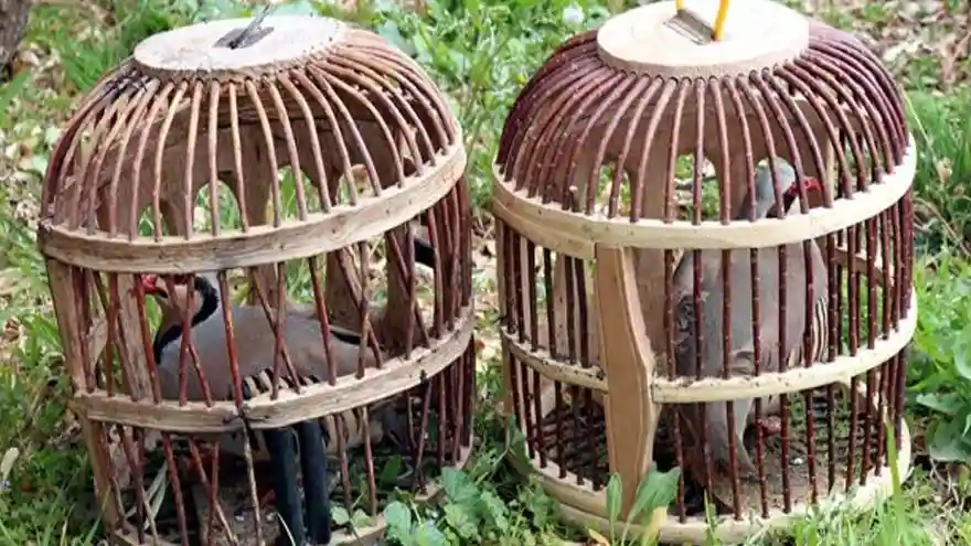 Kaçak avcılar canlı mührelerle suçüstü yakalandı  K 