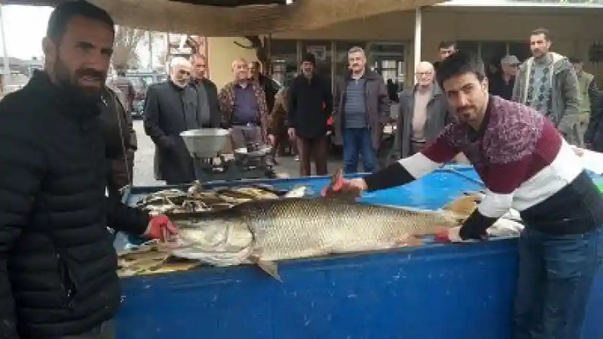 Dev Turna Balığı İlgi Odağı Oldu