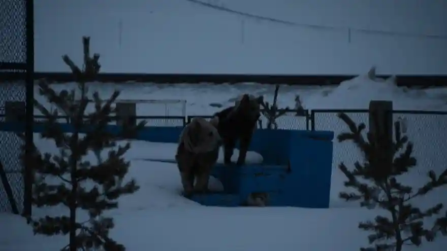 Sarıkamış'ta aç ayılar ilçe merkezine indi 