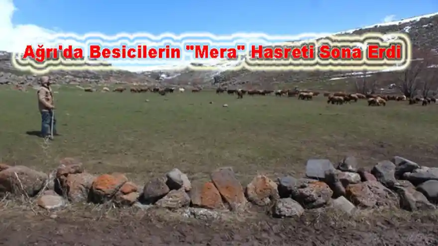 Ağrı'da Besicilerin "Mera" Hasreti Sona Erdi.