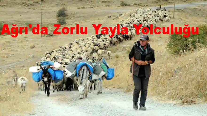 Ağrı'da Zorlu Yayla Yolculuğu