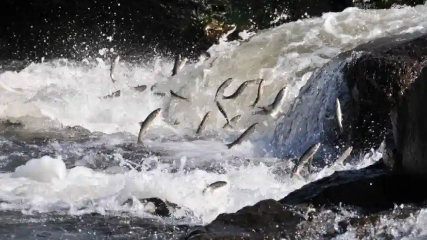 Van Balığı göç ediyor!