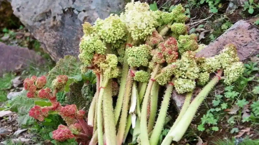Van Gölü Aktivistlerinden 'Uçkun Festivali' atağı.