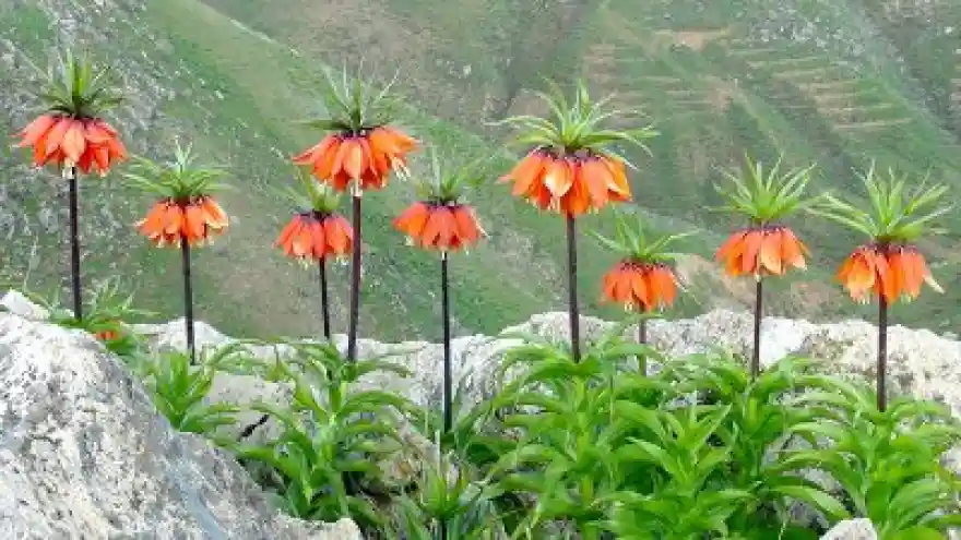 Ters Laleler Solmaya Başladı