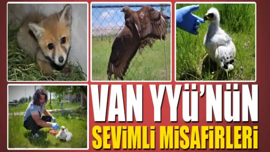 Van YYÜ'nün sevimli misafirleri