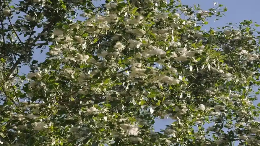 PATNOS'TA POLENLİ AĞAÇLAR KESİLECEK.


