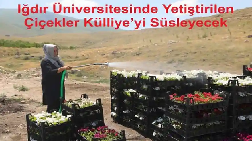 Iğdır Üniversitesinde Yetiştirilen Çiçekler Külliye'yi Süsleyecek